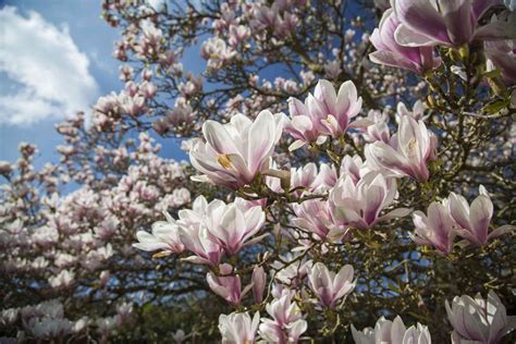 alluc magnolia|12 Popular Types of Magnolia Trees and Shrubs .